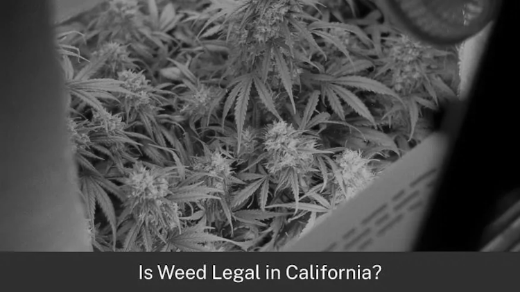 Legal Weed  in California