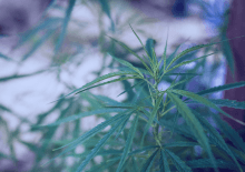 Washington Marijuana Tax Revenue 2025.png